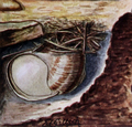 Drawing of H. pomatia during hibernation
