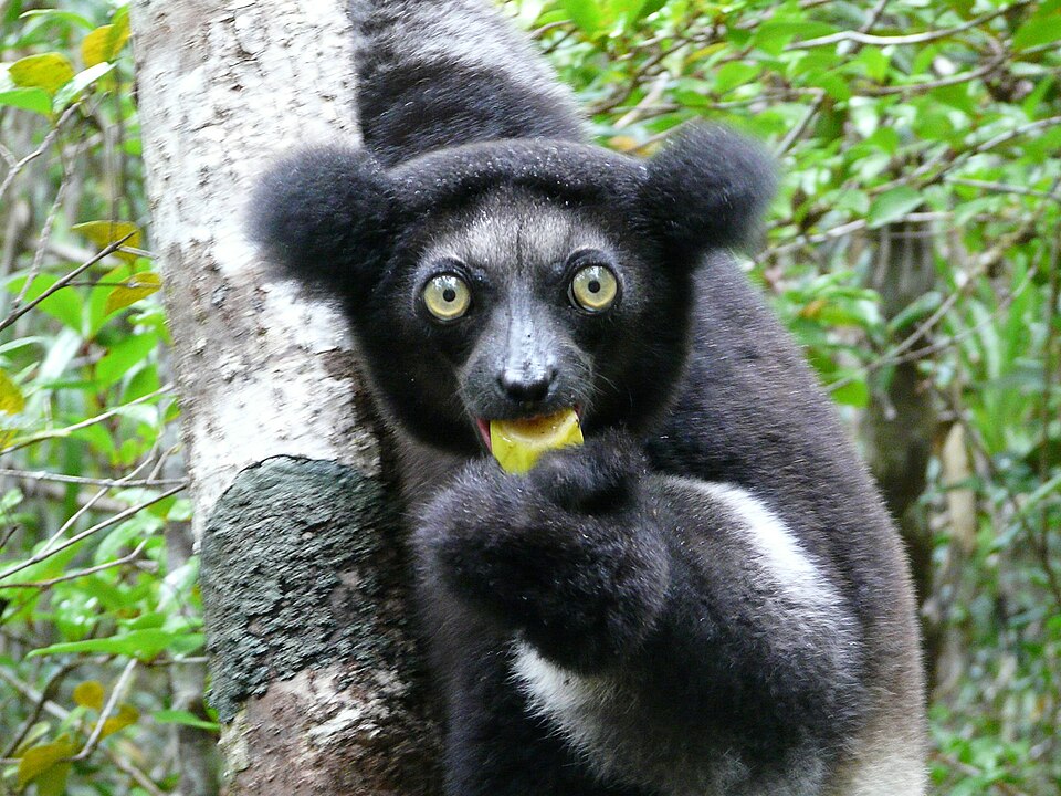 File:Indri Head.jpg