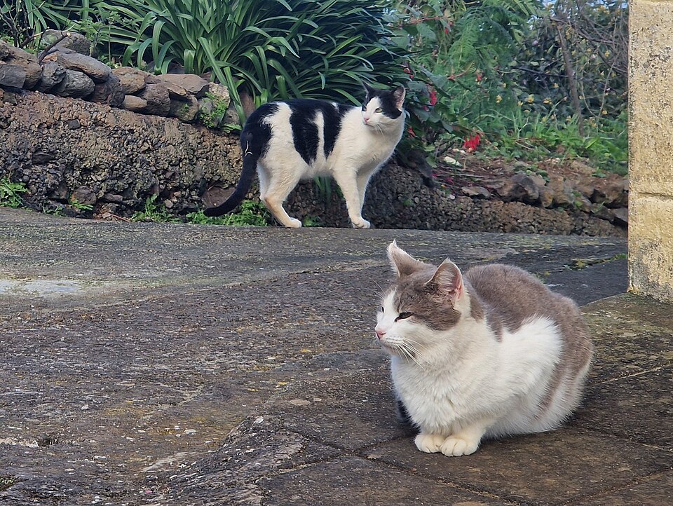 File:Los Lomadas, two of three cats.jpg