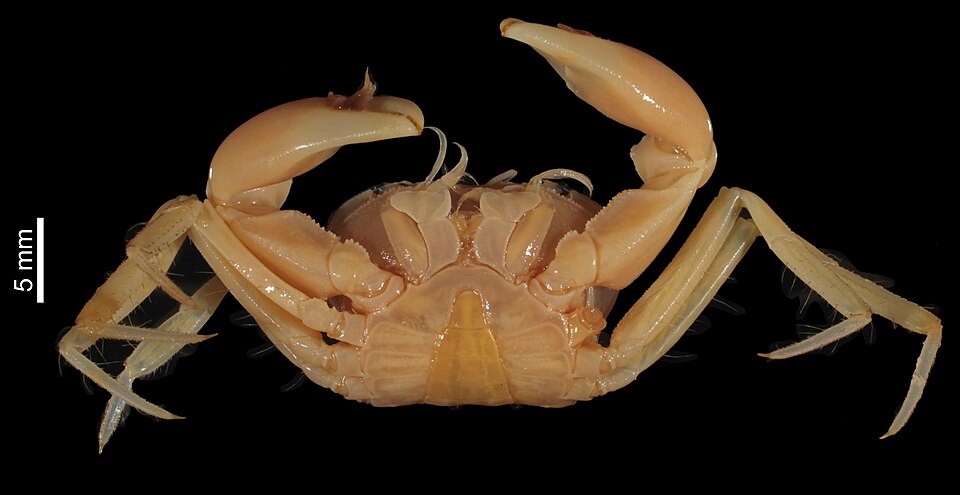 File:Orcovita gracilipes (MNHN-IU-2008-11282) 001.jpeg