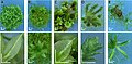 Physcomitrella knockout mutants: Deviating phenotypes induced by transformation with a gene-disruption-library. Physcomitrella wild-type and transformed plants were grown on minimal Knop medium to induce differentiation and development of gametophores. For each plant, an overview (upper row; scale bar corresponds to 1 mm) and a close-up (bottom row; scale bar equals 0.5 mm) are shown. A: Haploid wild-type moss plant completely covered with leafy gametophores and close-up of wild-type leaf. B–E: Different mutants.