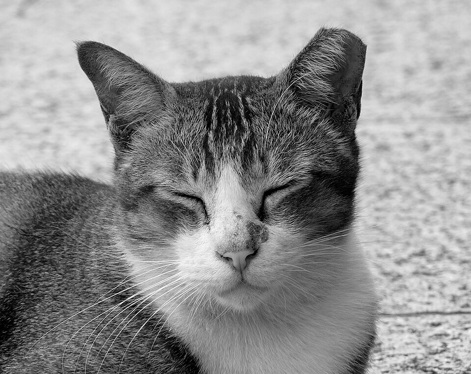 File:Stray Cat, Singapore (1559759482).jpg