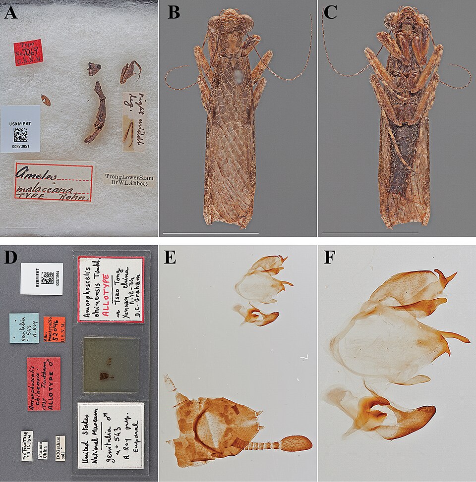 File:The-type-material-of-Mantodea-(praying-mantises)-deposited-in-the-National-Museum-of-Natural-zookeys-433-031-g002.jpg