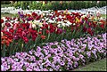 Flowers – Queens Park Botanic Gardens 2014