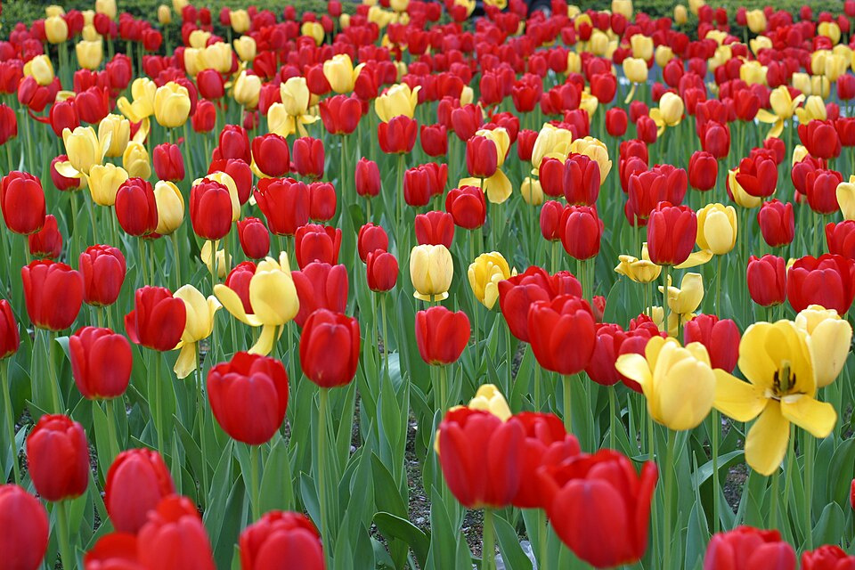 File:Tulips On Park Ave.JPG