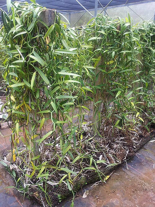 File:Vanilla no Tahiti.jpg