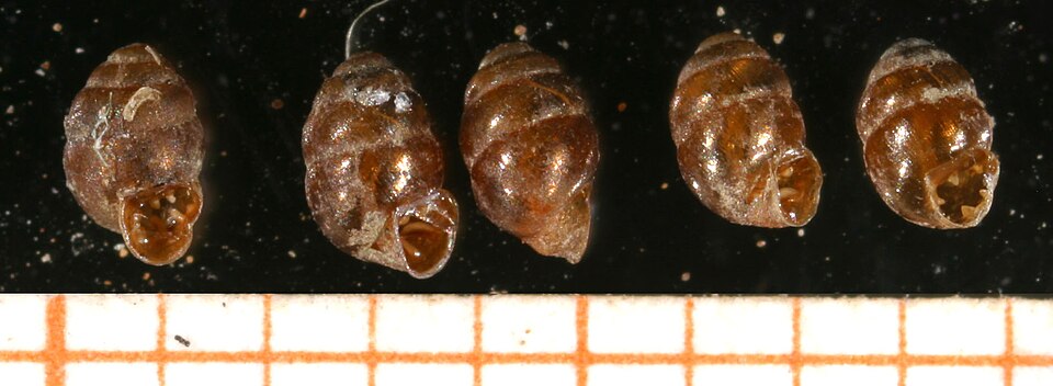 File:Vertigo antivertigo shell.jpg