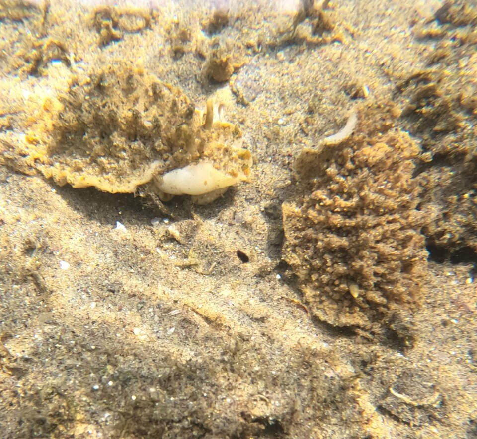 File:Atagema notacristata.jpg