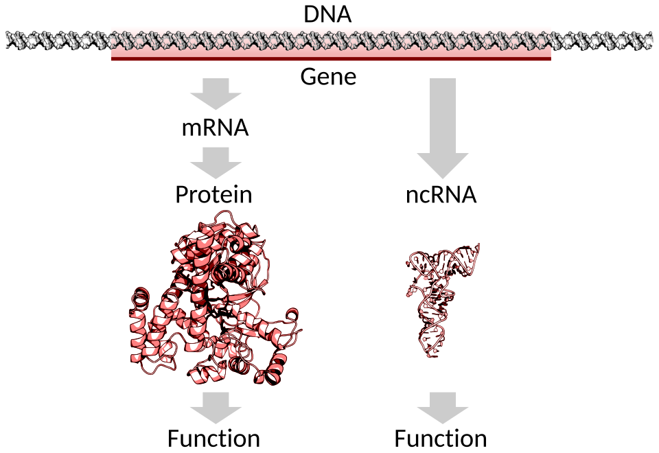 File:DNA to protein or ncRNA.svg