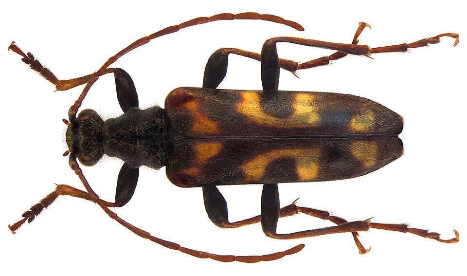 File:Evodinus borealis (Gyllenhal, 1827) (5142986072).jpg