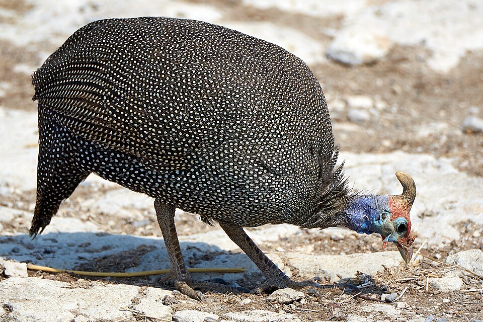 File:Helmeted Guineafowl Picking 2019-07-25.jpg