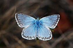 Male, upperside