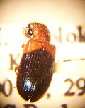 Thumbnail for version as of 21:42, 20 March 2009