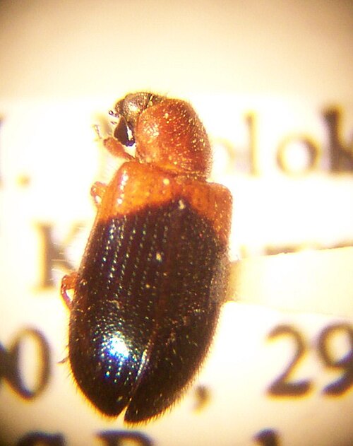 File:Necrobia ruficollis.JPG