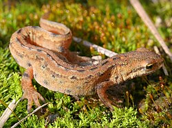 Male in land phase