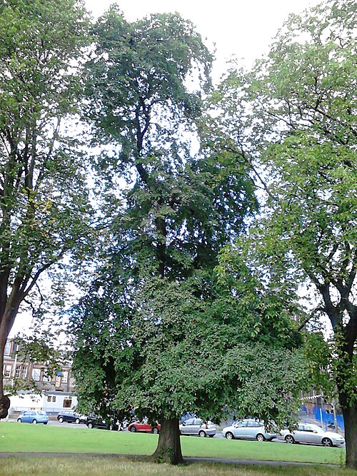File:Ulmus minor 'Cucullata'.jpg