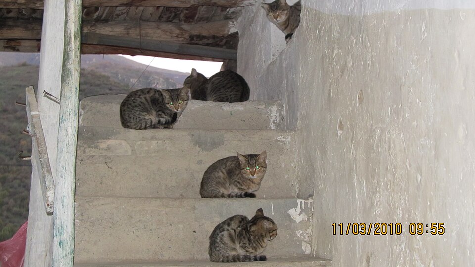 File:Abandoned cats.jpg