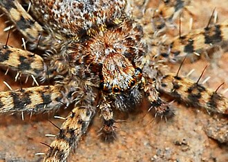 male