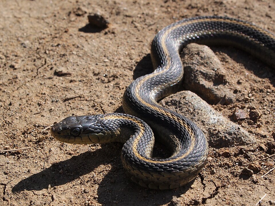 File:Big Sur Snake.JPG