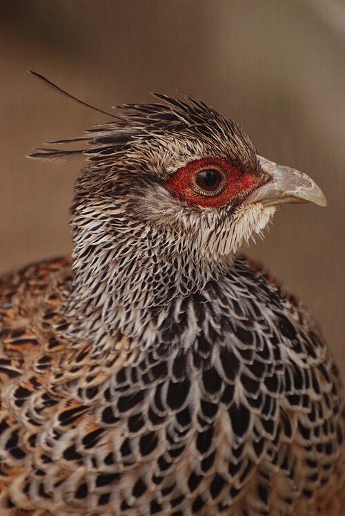 File:Catreus wallichii -Kyoto Zoo-Japan-8a.jpg