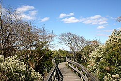 Wooden walkway between trees