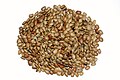 Image 11Macrotyloma uniflorumPhotograph credit: Prathyush ThomasMacrotyloma uniflorum, commonly known as horse gram, is a legume native to tropical southern Asia. The plant grows from a rhizome, sending up annual shoots to a height of 60 cm (24 in). The flowers are cream, yellow or pale green and are followed by short pods. The seeds, pictured here, have been consumed in India for at least 4,000 years and are used both for animal feed and human consumption, including Ayurvedic cuisine. In other tropical countries in southeastern Asia, and in northern Australia, the plant is grown mainly as a fodder crop and for use as green manure. It is a drought-tolerant plant, largely cultivated in areas with low rainfall.More selected pictures