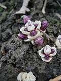Lathraea clandestinabuds