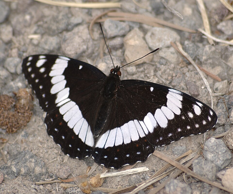 File:Limenitis weidemeyerii dorsal.jpg