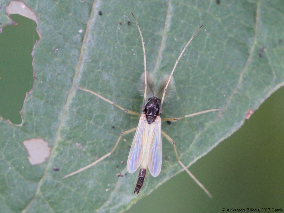 File:Microtendipes pedellus 02.JPG