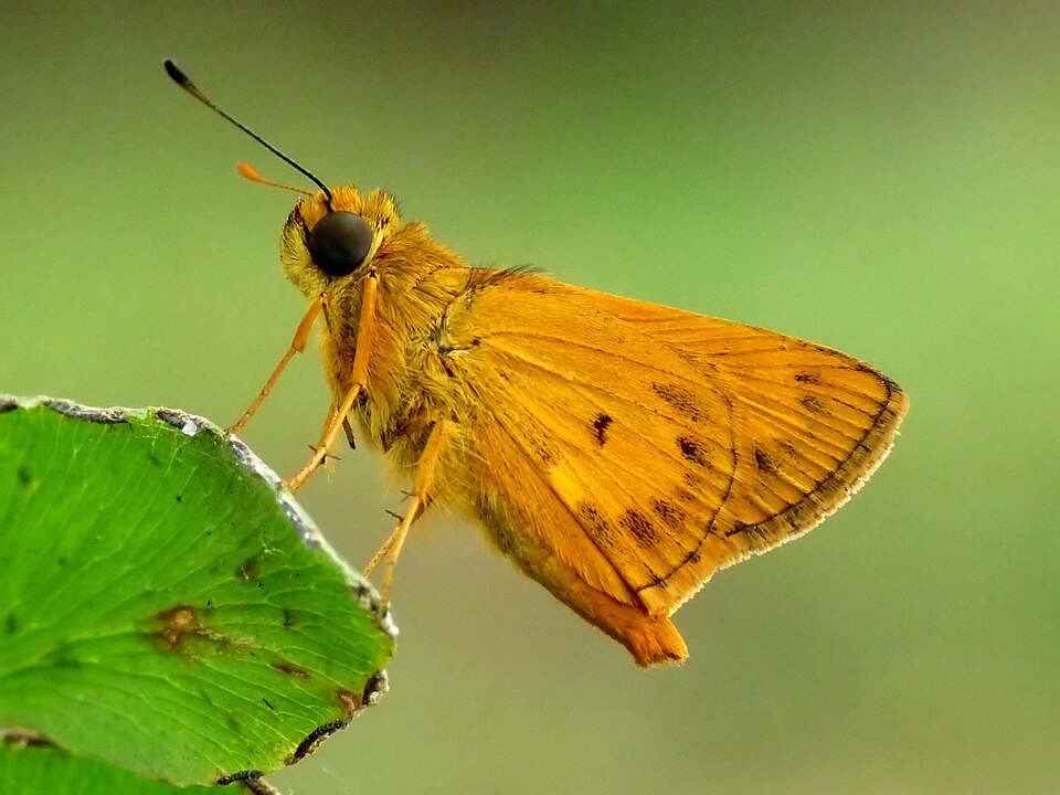 File:Oriens goloides by Kadavoor.jpg