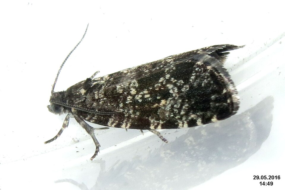 File:Pseudohermenias abietana (NH PodSib) (27770485934).jpg