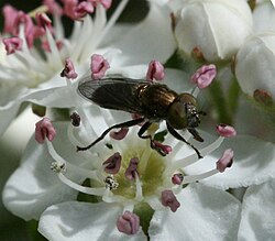 Riponnensia