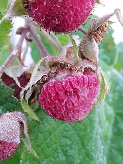 Fruits