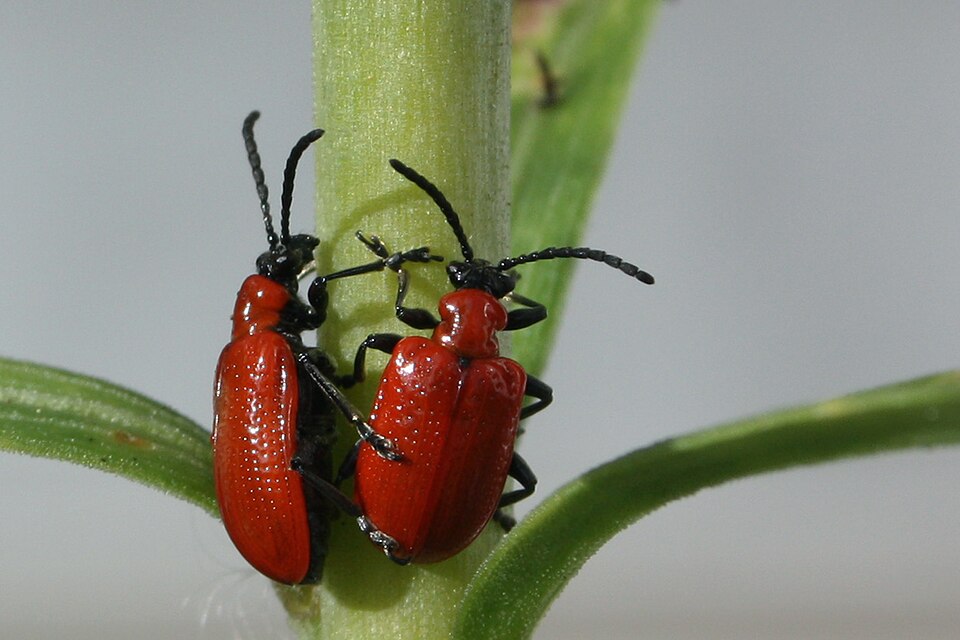 File:Scarlet lily beetle lilioceris lilii.jpg