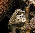 Image 15Spotted trunkfishPhotograph credit: Betty WillsThe spotted trunkfish (Lactophrys bicaudalis) is a species of ray-finned fish in the family Ostraciidae, native to the Caribbean Sea and parts of the western Atlantic Ocean. Members of this family are known as boxfishes because they have a hard outer covering consisting of hexagonal, plate-like scales fused together into a solid, triangular or box-like carapace. Because of this casing, the body of the spotted trunkfish is not flexible, and locomotion is normally limited to slow movements performed by rippling its dorsal and anal fins and gently beating its pectoral fins. If faster motion is required, it can additionally use its caudal fin for propulsion. This spotted trunkfish was photographed at a depth of about 40 ft (12 m) at Bari Reef, Bonaire.More selected pictures