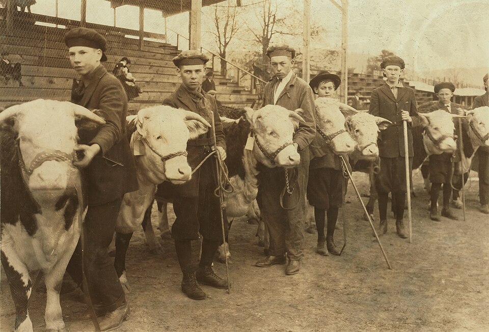 File:4Hcows.jpg