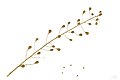 Camelina sativa museum specimen