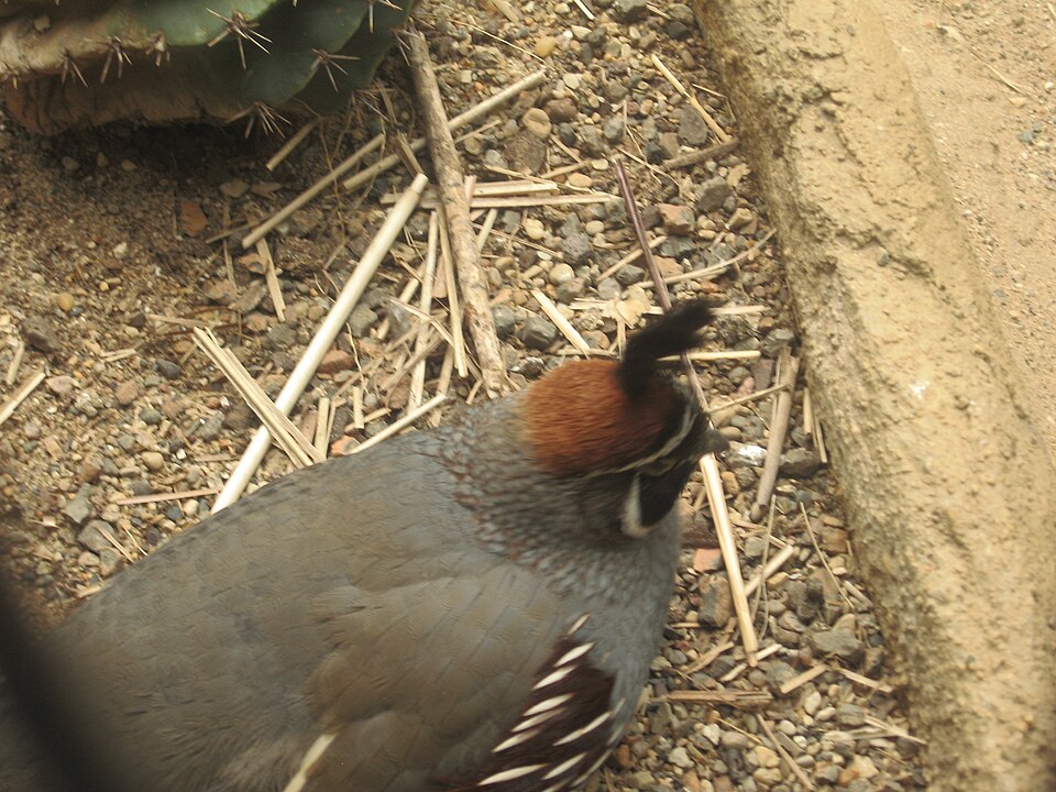 File:Gambel'sQuail.JPG
