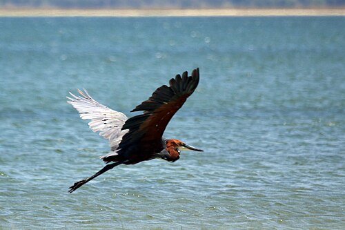 Goliath heron Ardea goliath South Africa
