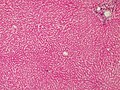 Thumbnail for version as of 10:03, 2 June 2006