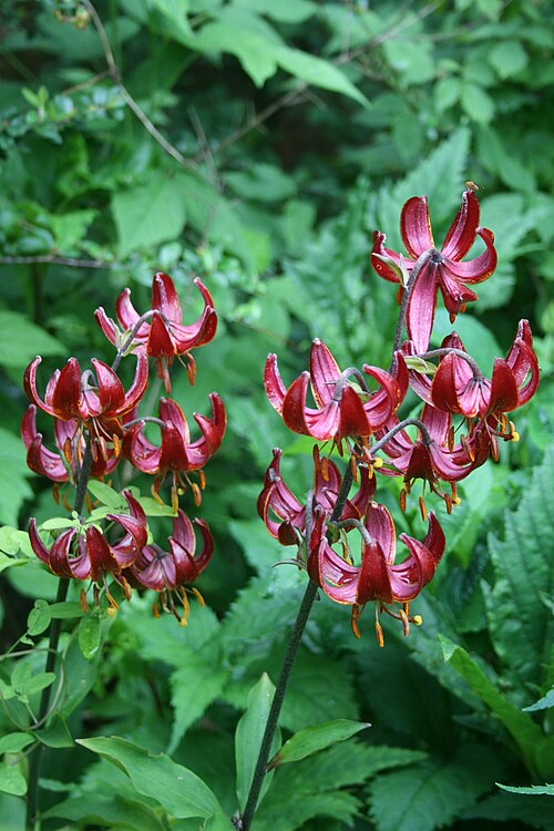 File:Lilium 'Claude Shride' 2013 013.JPG