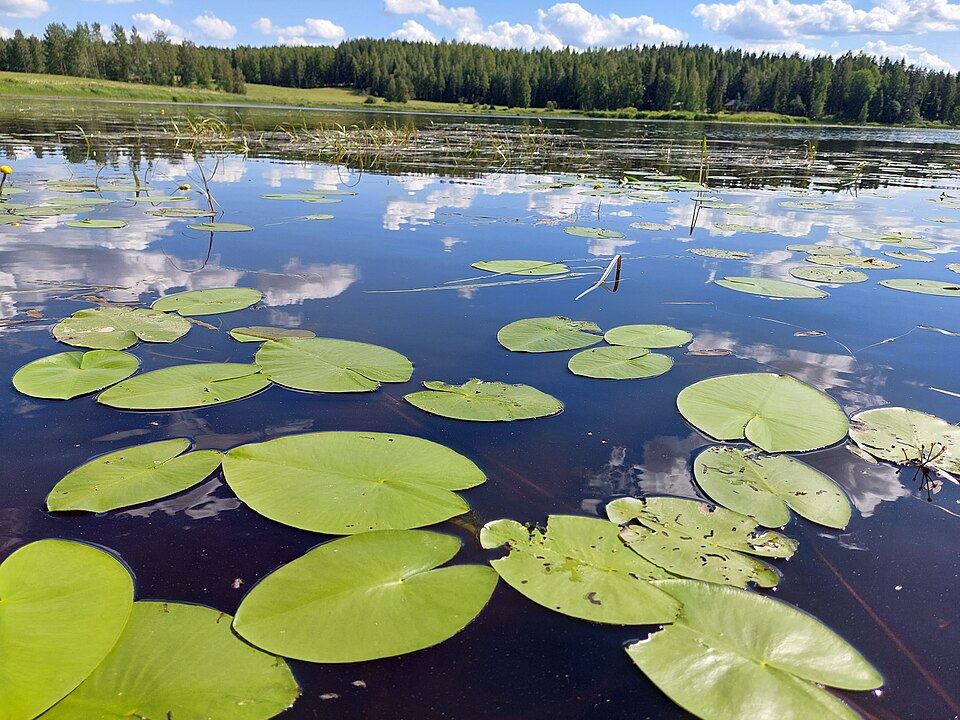 File:Matkusjoki 20210709 142526.jpg