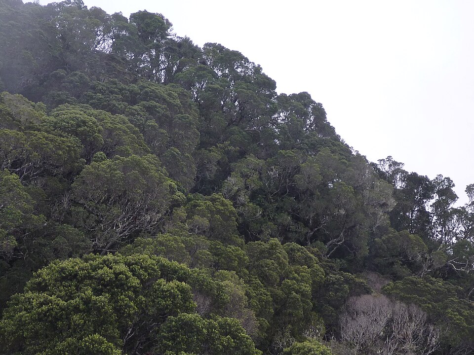 File:Pico Turquino cloud forest.jpg