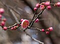 "Peggy Clarke" plum blossoms