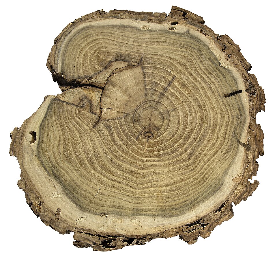 File:Robinia pseudoacacia coupe MHNT.jpg