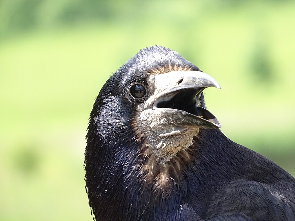 File:Rook SJ2.jpg