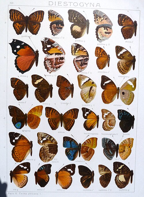 File:SeitzFaunaAfricanaXIIITaf37.JPG