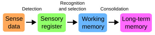 Diagram of cognitive processes associated with perception and memory