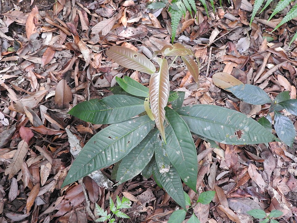 File:Syzygium bourdillonii-2-chemungi-kerala-India.jpg