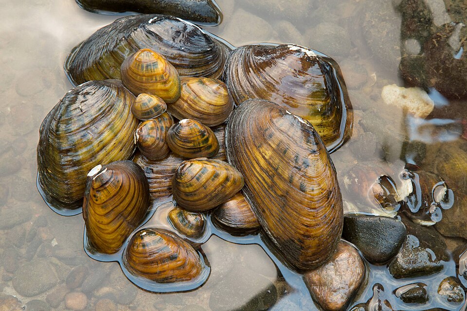 File:Usfws-freshwater-mussels.jpg